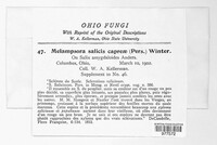 Melampsora caprearum image